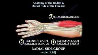 Anatomy Of The Radial amp Dorsal Forearm Part 2  Everything You Need To Know  Dr Nabil Ebraheim [upl. by Porett916]