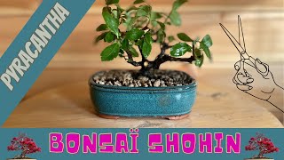 SHOHIN BONSAÏ 🌳PYRACANTHA 🌳 [upl. by Jareb]