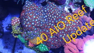 40 Gallon Reef Saltwater Aquarium Update reef marineaquarium reefaquarium saltwateraquarium [upl. by Ellennod]