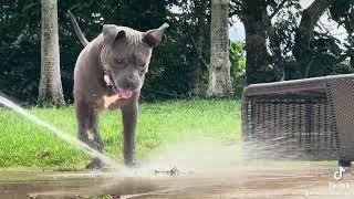 Water games with MAX the AmStaff [upl. by Emera]