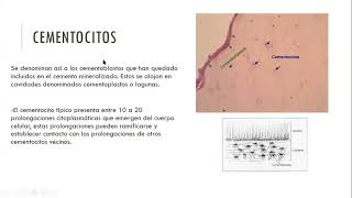 Estomatología clase 7 quotCementogenesisquot [upl. by Hephzibah]