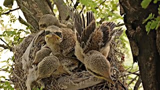 Unusual activities of woodshrike babies in nest BirdPlusNature [upl. by Ecnerolf983]