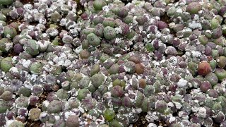 How to grow conophytum from seeds l bilobum [upl. by Yenaj]