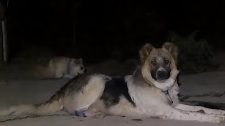 Nighttime Reaction of Dogs to Strangers  Barking in the Darkdog [upl. by Llamaj]