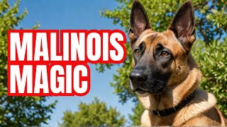 Belgian Malinois What Makes Them So Special  Dog Training  Malinois [upl. by Foulk758]