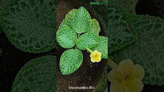 Episcia Yellow Hanging Plant indoorplant decor shorts tamil bharathgreens [upl. by Ilah]