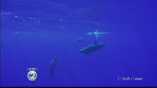 Caught on camera False killer whales circle capture prey [upl. by Rubliw]