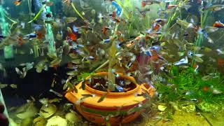 How To Make FishTank Full Of Guppies [upl. by Kaila]