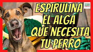 ✅ BENEFICIOS DE LA ESPIRULINA PARA PERROS ✅ CON OBESIDAD E HIPOTIROIDISMO [upl. by Alliehs941]