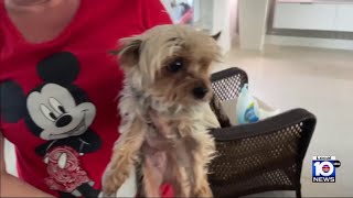 Person who took Yorkie returns her after seeing video on news [upl. by Itsud]