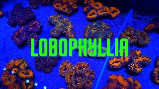 Coral Lobophyllia [upl. by De Witt643]