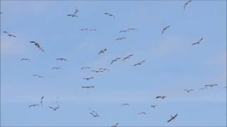 snow geese whiffling nov 14 2015 [upl. by Palestine]