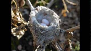 Hummingbird Nest Documentary Nesting amp Fledgling 2011 [upl. by Odnala26]