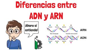 Diferencias entre ADN🧬y ARN🦠 video animado [upl. by Tager]