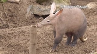 Strangely Cute Aardvark [upl. by Fayre]