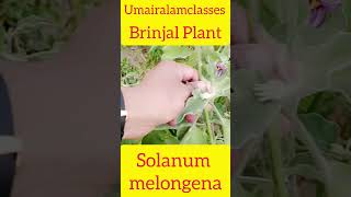 Solanum melongenabotany biology taxonomic trending 🔥🔥🔥 [upl. by Suruat]