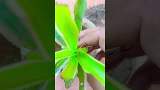 Spider plant grow in soil subscribe [upl. by Dachi]