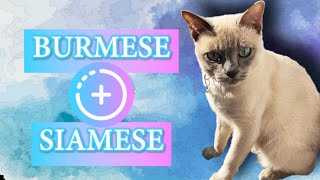 Meet the Tonkinese Cat Breed [upl. by Nager]