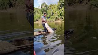 Big sea fish catching kerala big fish fishing fishing shorts viralvideo [upl. by Tarrsus]