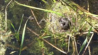 Aust Grebe w 3 x chicks [upl. by Efioa]