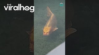 Reallife Catfish  ViralHog [upl. by Brittany]