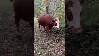 Dotty Joining The Morning Parade farming familyfarm shorthorn cattle cow morning fall [upl. by Rimidalb898]