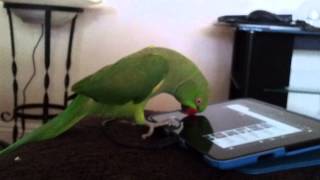 Indian ringneck parrot talking [upl. by Hamlin902]