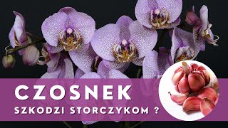 Stosowanie CZOSNKU w uprawie i pielęgnacji STORCZYKÓW🌱 Uważaj co robisz [upl. by Lissie964]