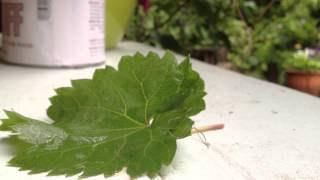 Seattle Horsehair worm Gordiid 6 23 2012 [upl. by Santoro]