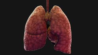 Common Questions About Mesothelioma Symptoms [upl. by Lotsirhc]