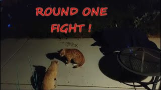 Street Fighter Cats quotKen VS E Hondaquot [upl. by Siuraj]