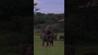 Elephant Embrace Witnessing the Circle of Life from our live camera at Mara Bushtops [upl. by Nevil]