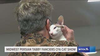 Fancy cats cat fanciers converge at Wood County cat show [upl. by Taro364]