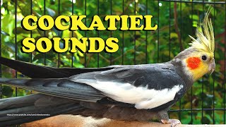 Cockatiel Sounds  Gray Cockatiel Wono  Chirping Sounds [upl. by Eltsirhc]