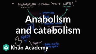 Overview of metabolism Anabolism and catabolism  Biomolecules  MCAT  Khan Academy [upl. by Nobell]