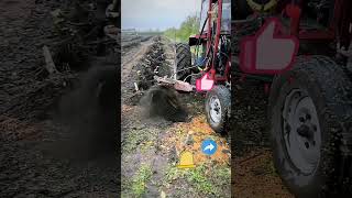 Orchard Variety Replacement  Tree Root Removal [upl. by Carrew33]