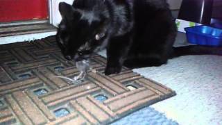 Neighborhood Cat Eats Mouse Head First [upl. by Lilithe]