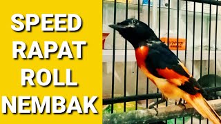 BURUNG MANTENAN JANTAN GACOR SPEED RAPAT [upl. by Werdn]