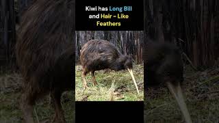 Kiwi  The national Bird of New Zealand [upl. by Arquit]