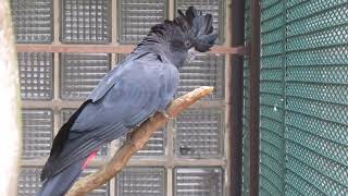 RotschwanzRabenkakaduRedtailed black cockatoo Calyptorhynchus banksii [upl. by Frasco]