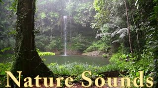 Relax 3 Minutes  Rainforest Animals Waterfall and Rain Sounds [upl. by Aneladdam]