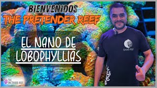 Mi nano reef lleno de Lobophyllia [upl. by Delaryd]