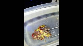 How To Remove Zoa Eating Nudibranch From Zoanthids [upl. by Adrienne]