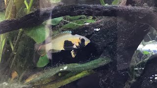 Apistogramma Panduro Dwarf Cichlids breeding behaviour [upl. by Oiramrej657]