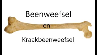 Beenweefsel en Kraakbeen [upl. by Ahsoek]