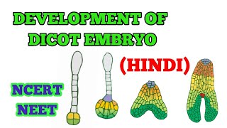 DEVELOPMENT OF DICOT EMBRYO HINDI  EASY WAY [upl. by Neelyaj798]