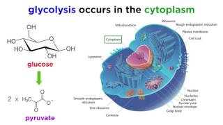 Cellular Respiration Part 1 Glycolysis [upl. by Haig]