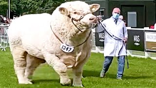 Champion Bulls of Different Breeds at Royal Highland Show 2021 [upl. by Ellard32]