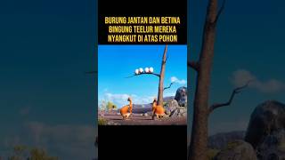 BURUNG JANTAN INI KABUR MENINGGALKAN TELUR DAN ISTRINYA alurceritaflim film [upl. by Nyer379]