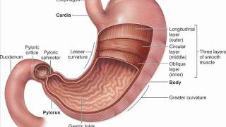 STOMACH PEPTIC ULCER पेट पेप्टिक अल्सर پیٹ، پیپٹیک السر INFECTION CONTROL ICSP URDU HINDI 2 [upl. by Oza168]